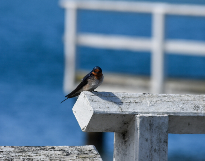 a Welcome swallow perched on a wooden balcony