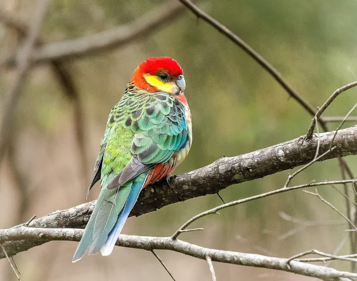 A Western Rosella with red head markings resting on a branch outdoors.