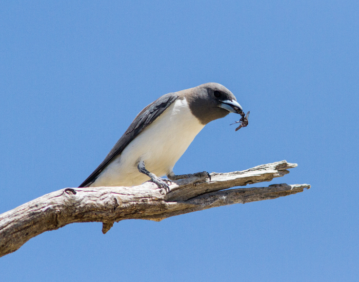 White-breasted woodswallow perched against a clear blue sky.