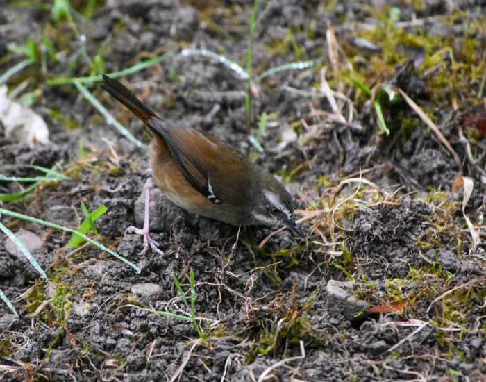 a White-browed Scrubwren feeding on the ground
