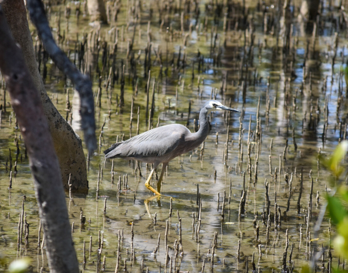 a White-faced Heron walking on a mangrove in nambucca heads