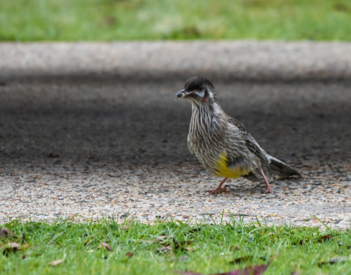 a Red Wattlebird on the ground at polblue campground