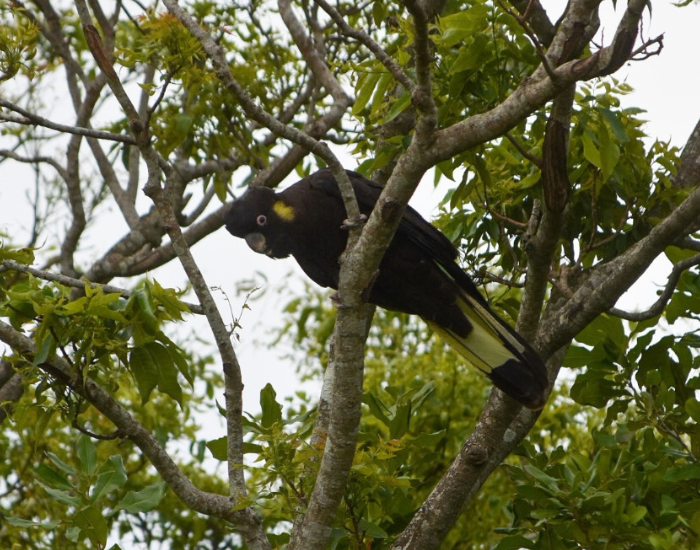 a Yellow-tailed black cockatoo on a tree in the afternoon