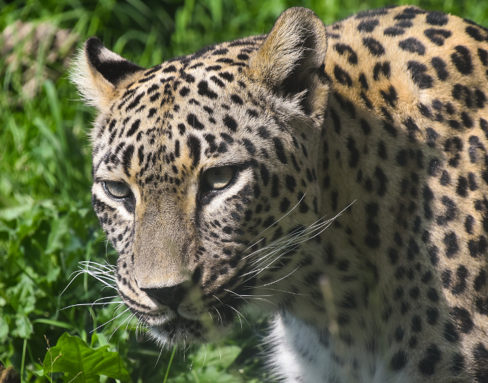 close of of a leopard's face portrait