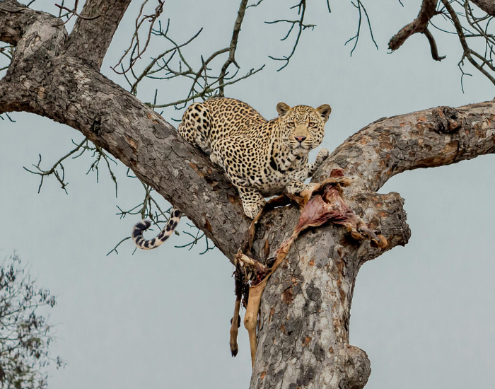 African Leopard on a tree with uts hunt