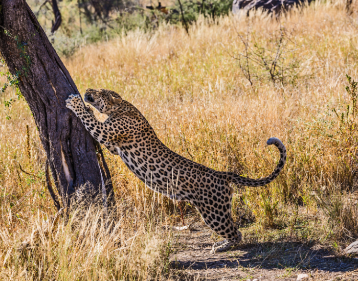 african leopard climbing a tree
