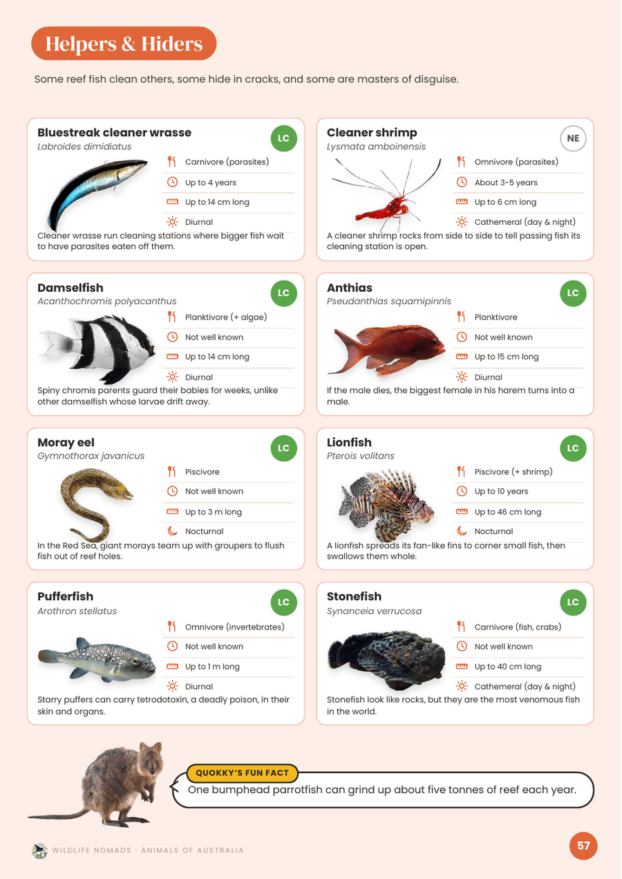 Animals of Australia: Coral reef fish and their roles