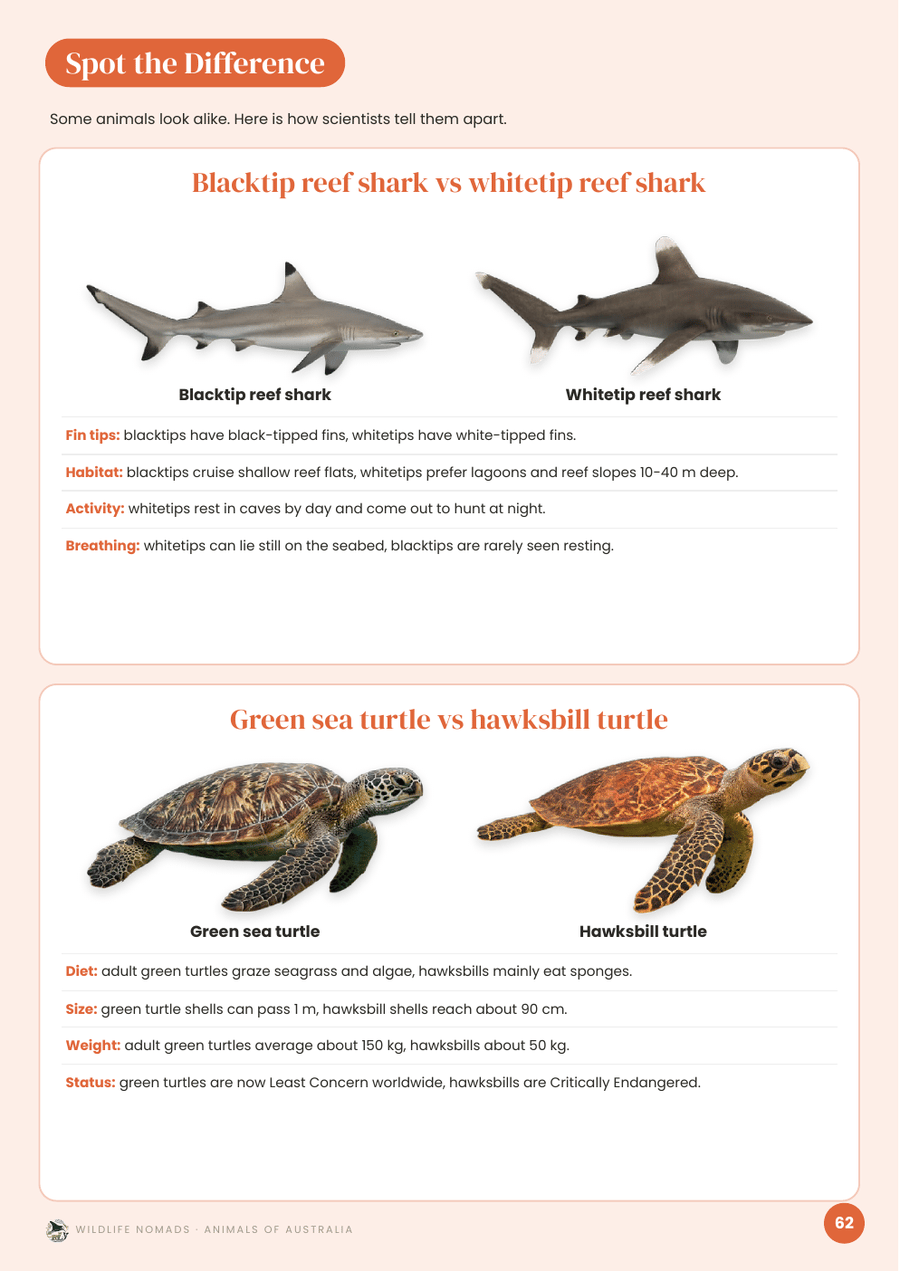 Animals of Australia: Spot the Difference look-alikes