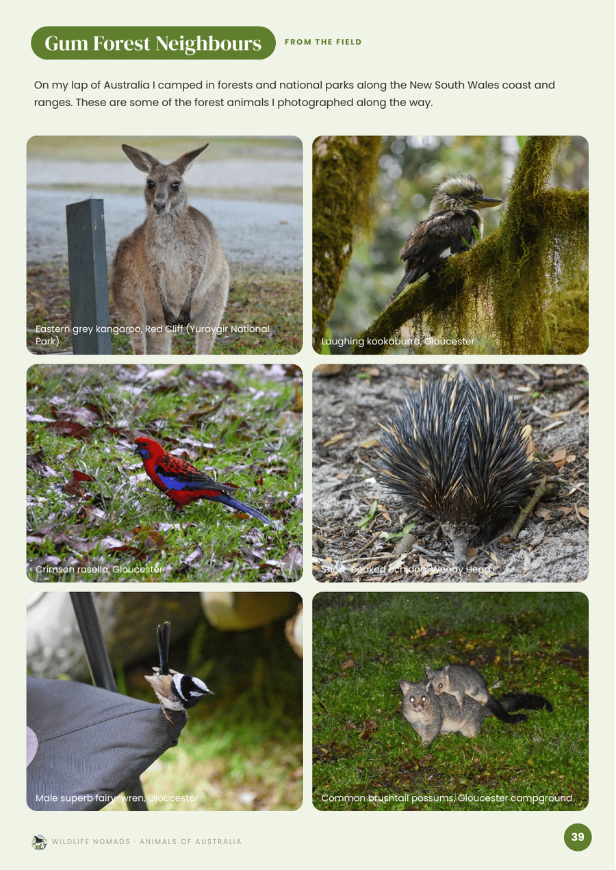 Animals of Australia: Real photos from the author's lap of Australia