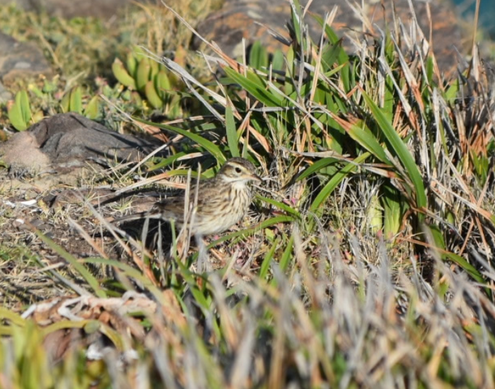 an australasian pitpit standing on the ground with tall grass