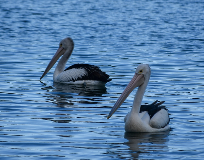 two australian pelican swimming in calm waters