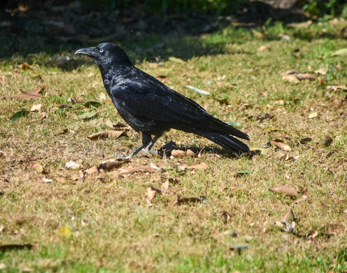 An Australian raven standing on a patchy lawn with dry leaves, showcasing its glossy black plumage and pale blue eye