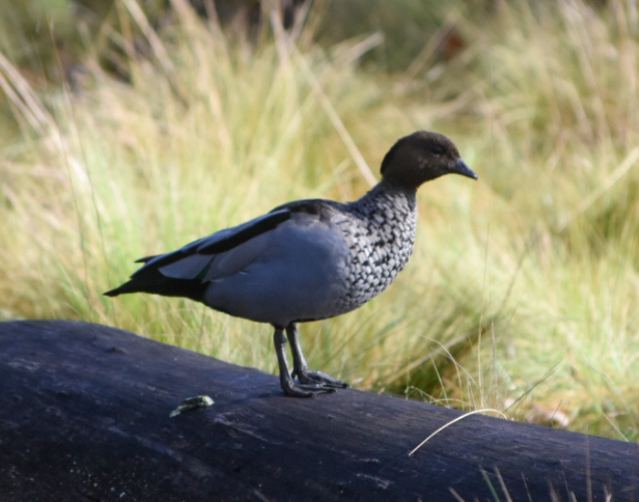 an Australian Wood duck standing on a big fallen log