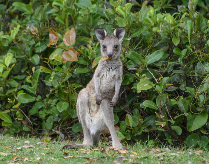 a baby eastern grey kangaroo standing in two legs with a leaf in its mouth
