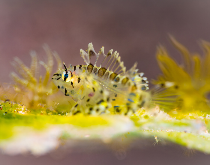 a baby lionfish close up