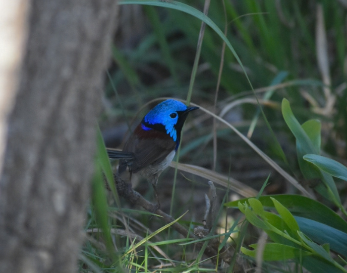 a Variegated Fairy-wren on the ground