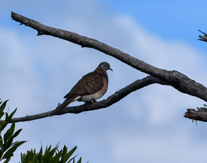 a bar shouldered dove on a tree branch