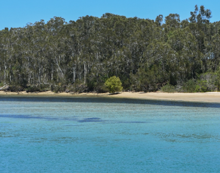 panoramic view of the ocean with a forest on the background