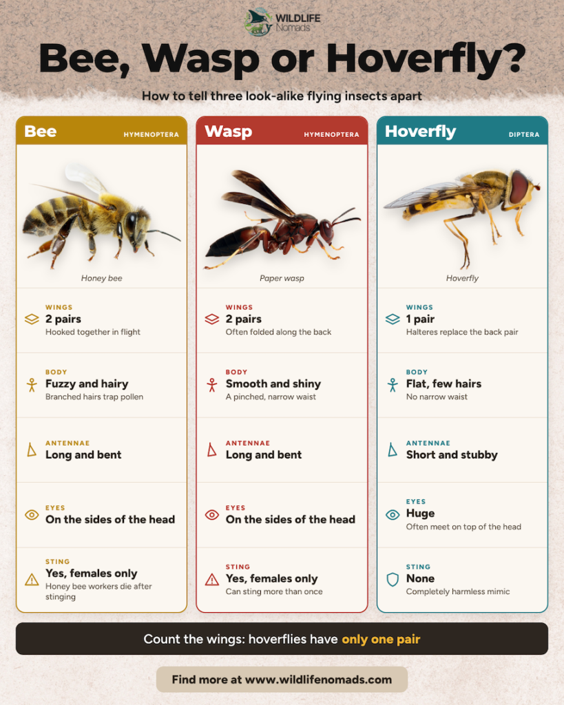 Comparison infographic titled “Bee, Wasp or Hoverfly?” showing a honey bee, paper wasp and hoverfly side by side, comparing their wings, body, antennae, eyes and sting, with the tip that hoverflies have only one pair of wings.