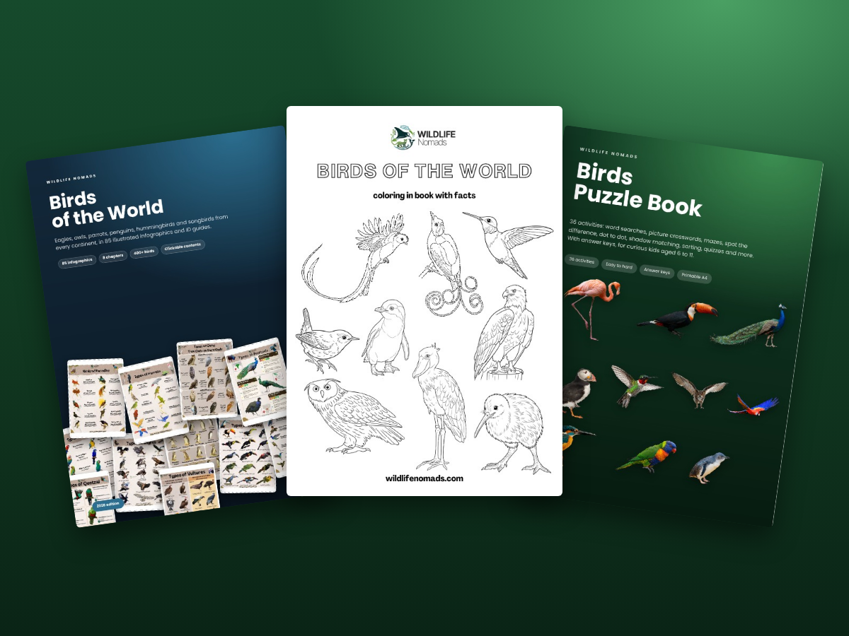 Birds guide, coloring book and puzzle book