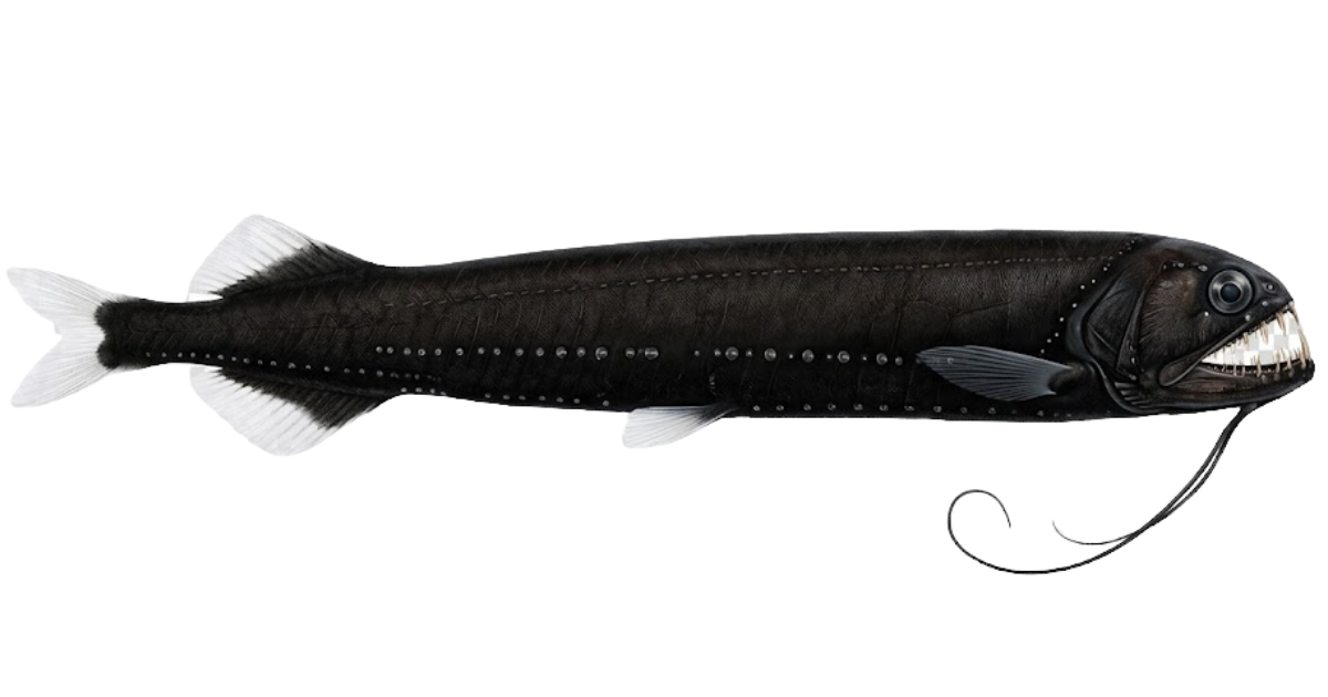 Black dragonfish, one of the species on the deep sea dive