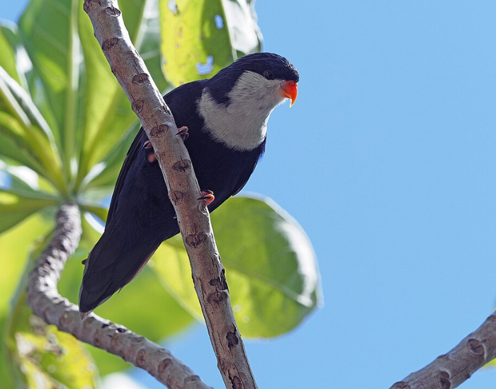 A blue lorikeet with a white bib, black head patch, and bright orange beak perched on a tree branch against a clear blue sky.