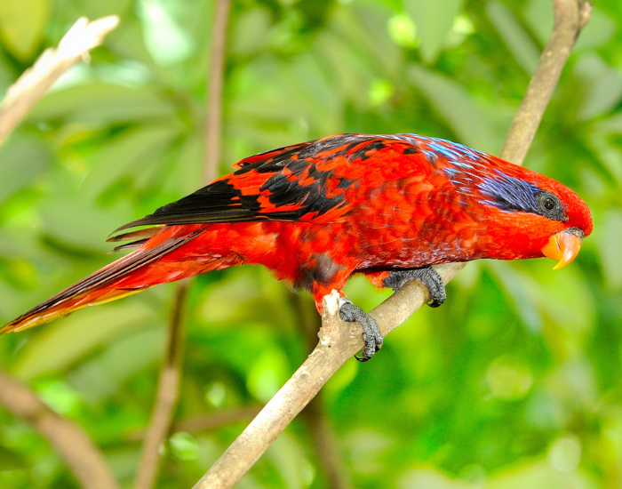 A vivid red blue-streaked lory with dark patterning across its back and blue streaks near its eyes, perched along a wooden branch