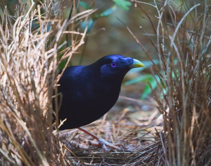 Satin bowerbird inside a twig structure (bower).