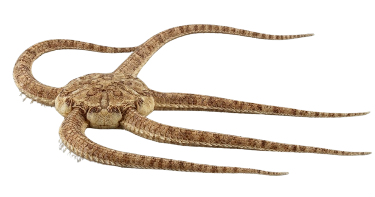 Brittle star, one of the species on the deep sea dive