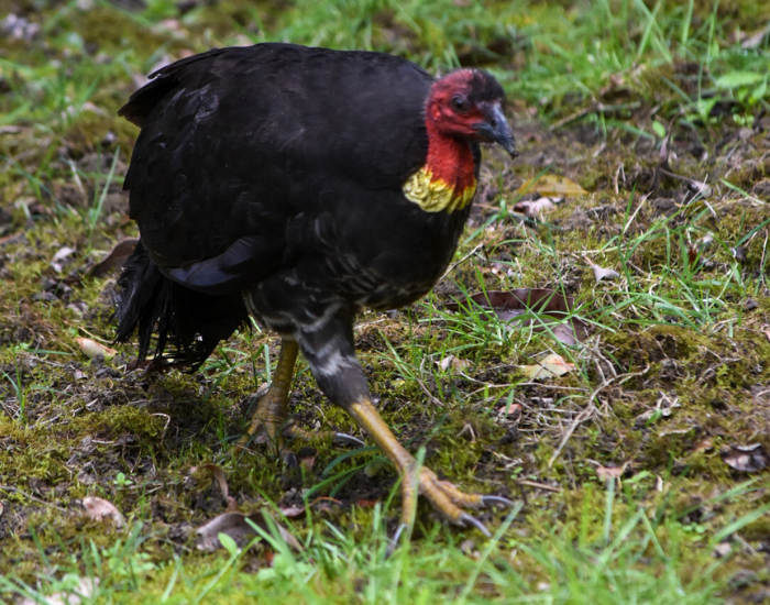 a Scrub Turkey walking on grass at gloucester