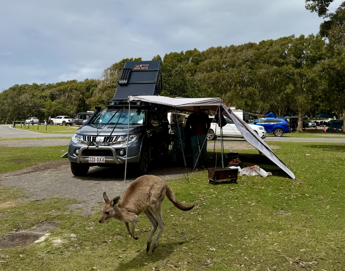 a triton ute with roof tent and a kangaroo jumping in front