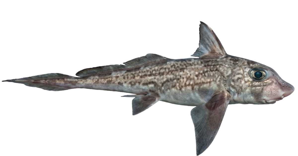 Ghost shark, one of the species on the deep sea dive
