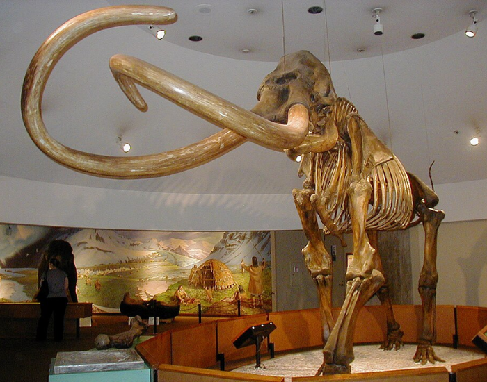 Museum skeleton display of a Columbian mammoth with long, curved tusks.