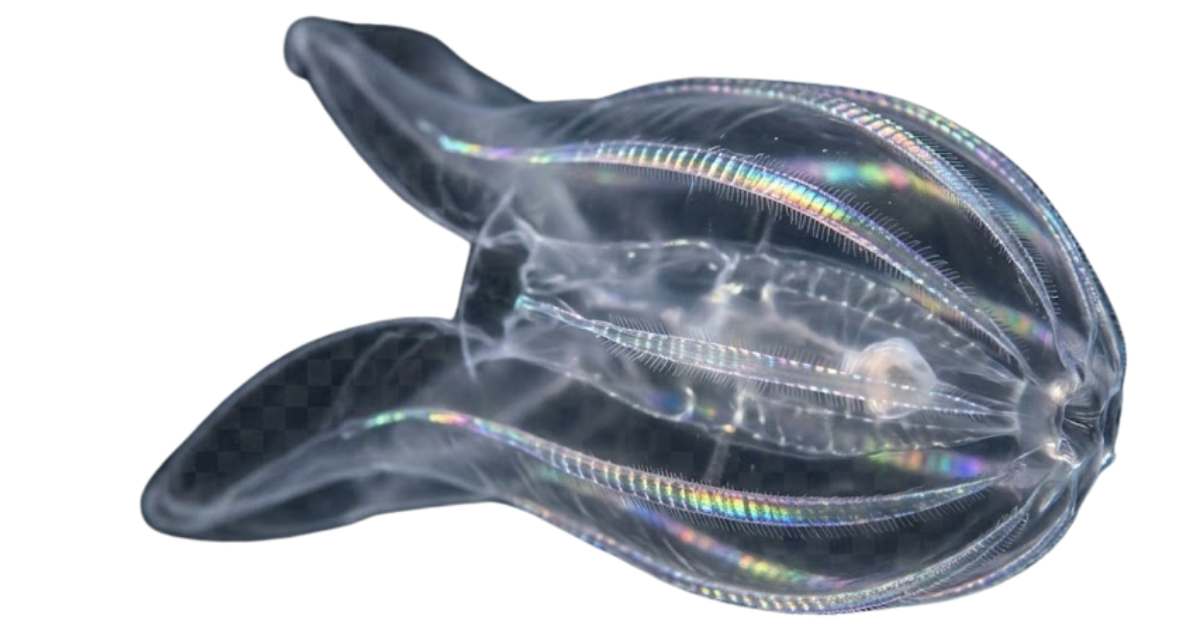 Comb jelly, one of the species on the deep sea dive