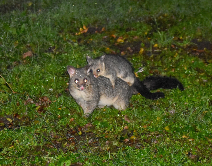 a Common Brushtail Possum mother with a baby on its back walking on grass at night in Gloucester