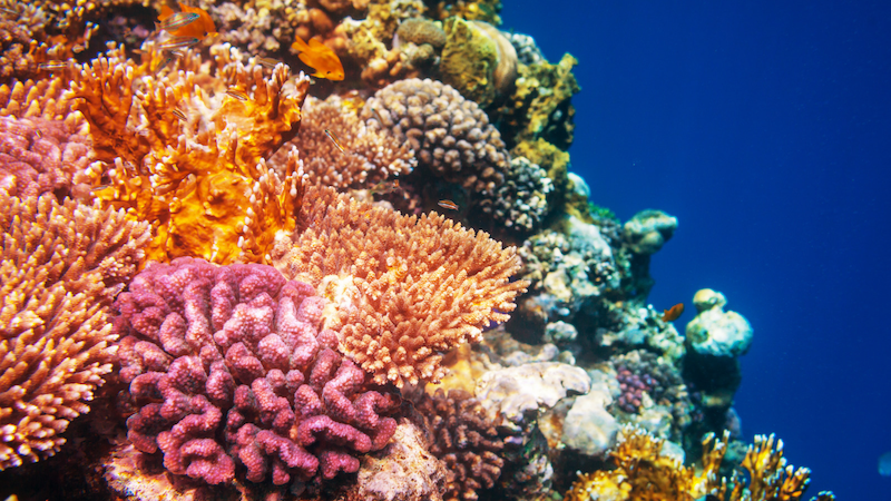 Vibrant, colorful coral reef teeming with diverse hard corals and small orange fish in clear blue ocean water