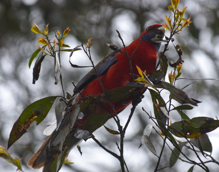 crimson rosella perched on a tree