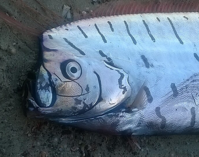 Extreme close-up of a stranded oarfish head showing its metallic silver skin texture and large eye