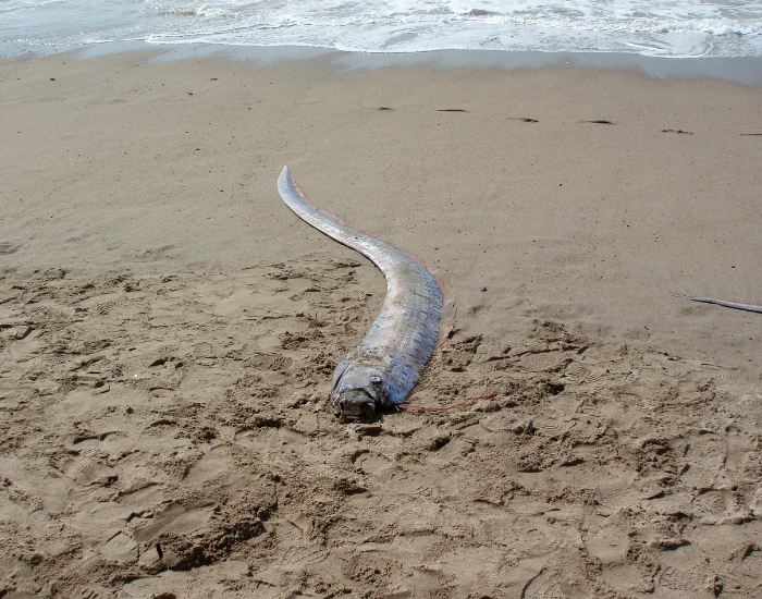 Wide view of a long oarfish washed ashore and lying flat on a sandy ocean beach