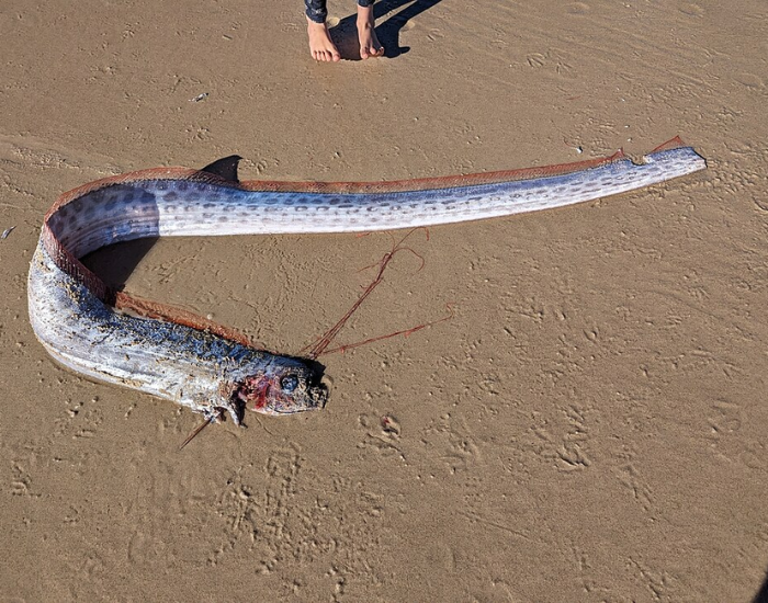 High-angle photograph of a dead oarfish stretched across a sandy beach near human feet