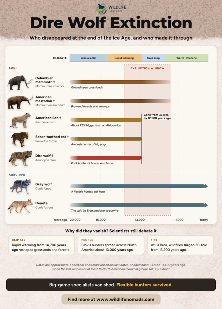 Infographic showing the extinction timeline of Ice Age megafauna compared to surviving species like gray wolves and coyotes.