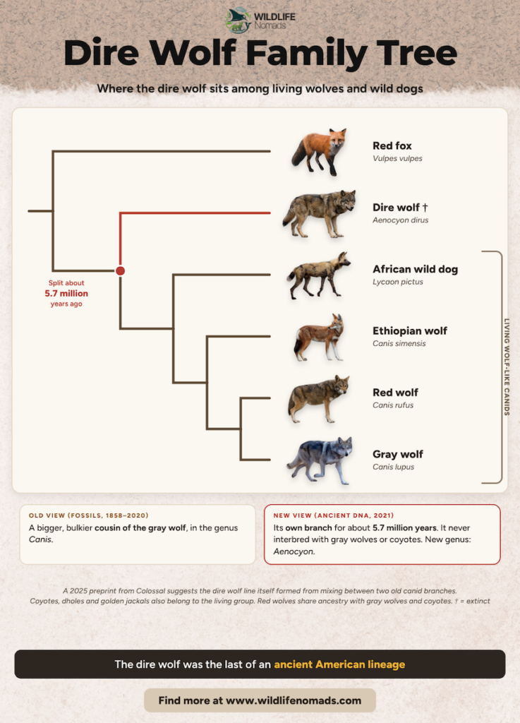 Evolutionary tree diagram showing the dire wolf branching off from other canids about 5.7 million years ago, separate from modern gray wolves and coyotes.