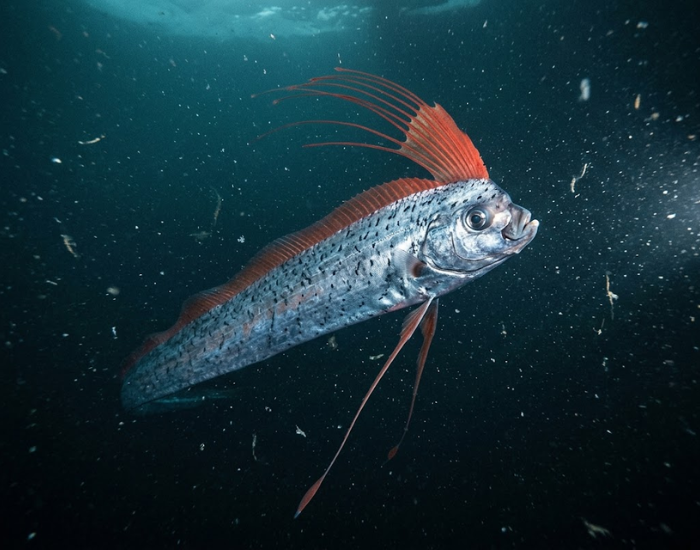 Close-up underwater photograph of a live oarfish showcasing its striking red dorsal crest and large eye.