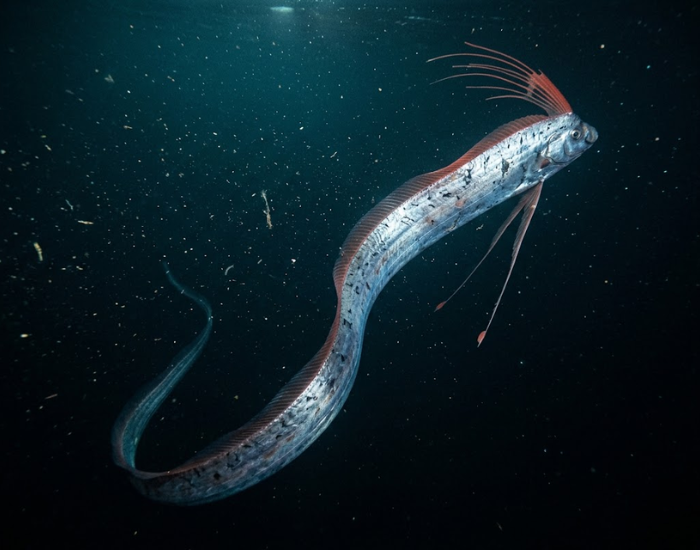Underwater shot of a long, ribbon-like silver oarfish swimming through dark ocean waters.