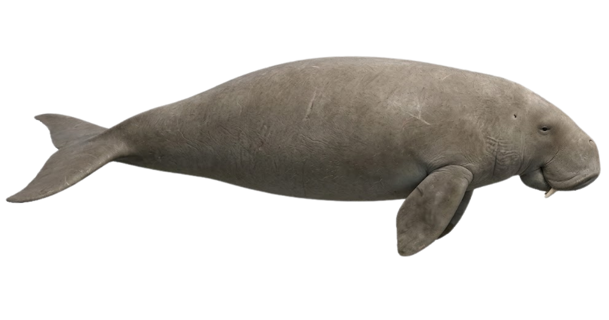 Dugong, one of the species on the deep sea dive