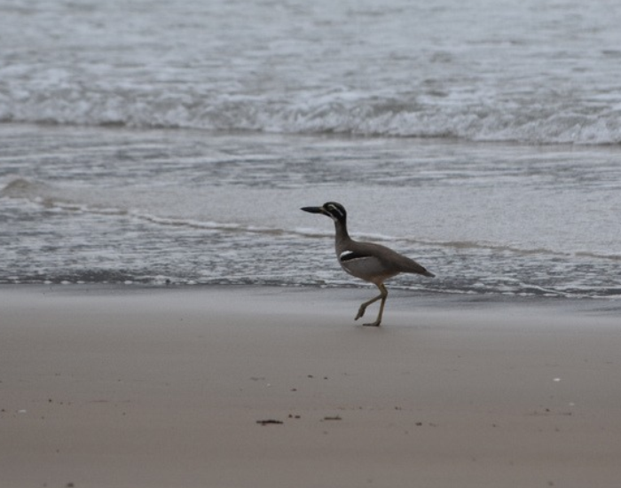 a Beach Stone Curlew walking on the beach