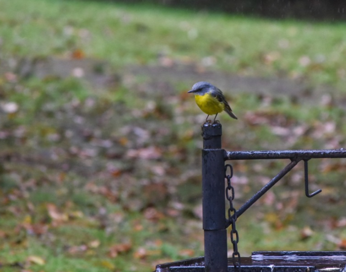 an Eastern Yellow Robin standing on a wooden pole at gloucester