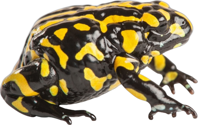 Corroboree frog
