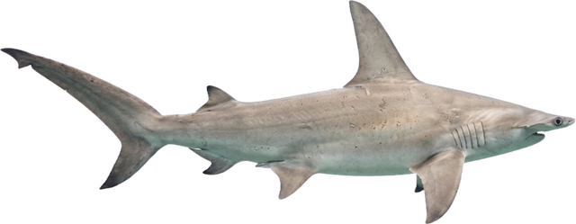 Hammerhead shark