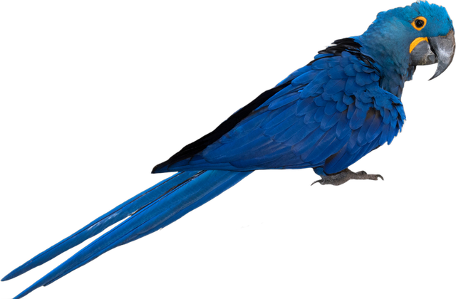 Hyacinth macaw